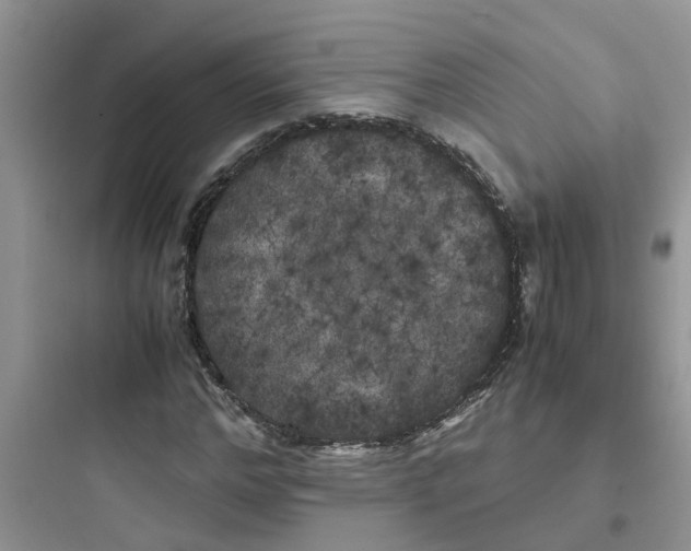 X0000097640968200803211829