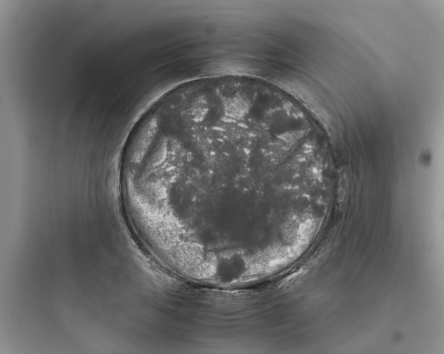 X0000097641031200803211828