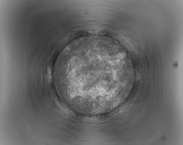 X0000097641106200803211826