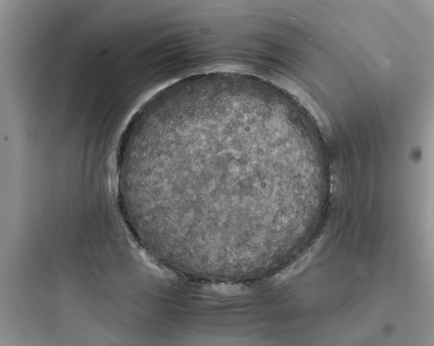 X0000097641117200803211826