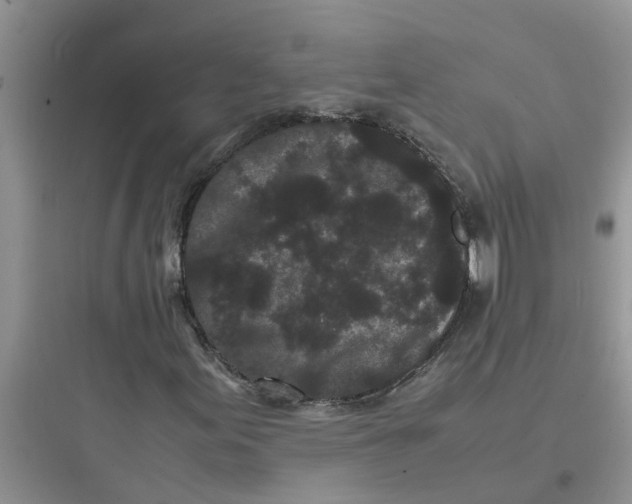 X0000097641155200803211826