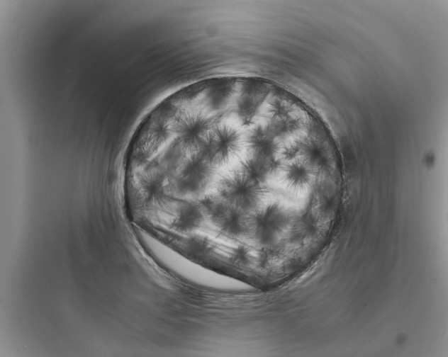 X0000097641179200803211825