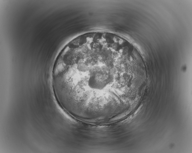 X0000097641239200803211825