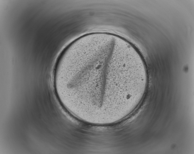 X0000097641517200803211821