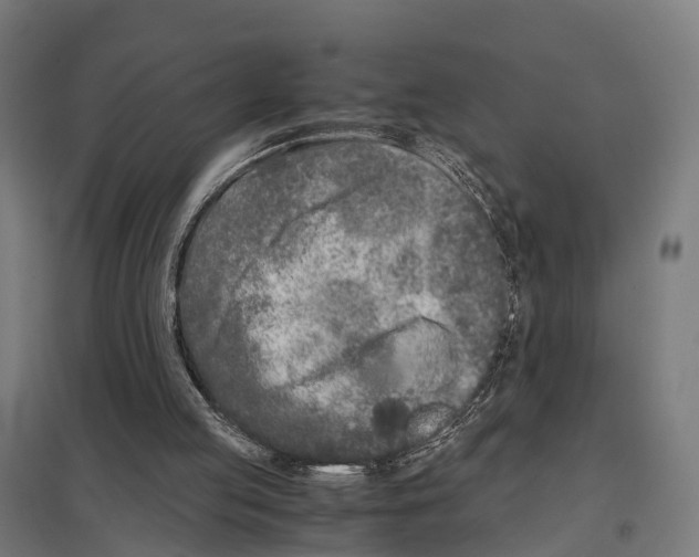 X0000097640053200803281132