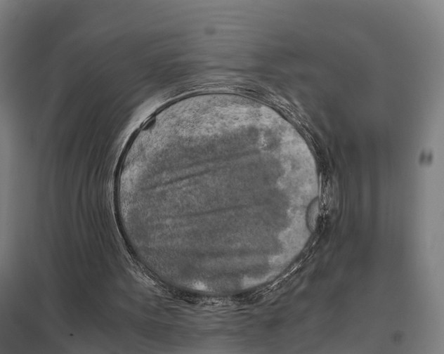 X0000097640099200803281132