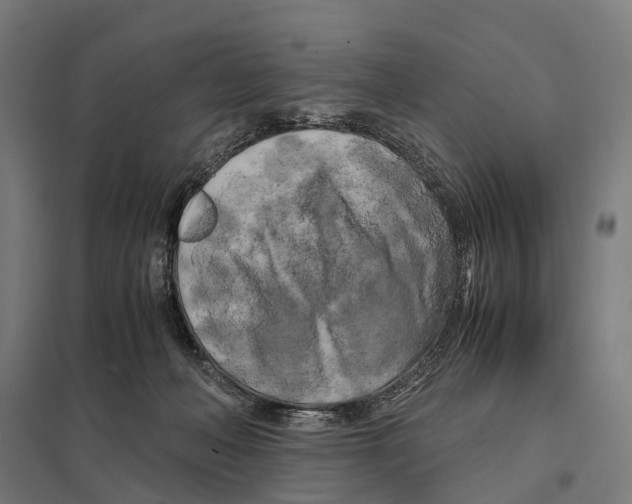 X0000097640222200803281130