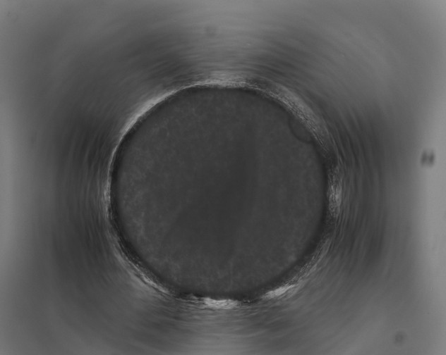 X0000097640484200803281126