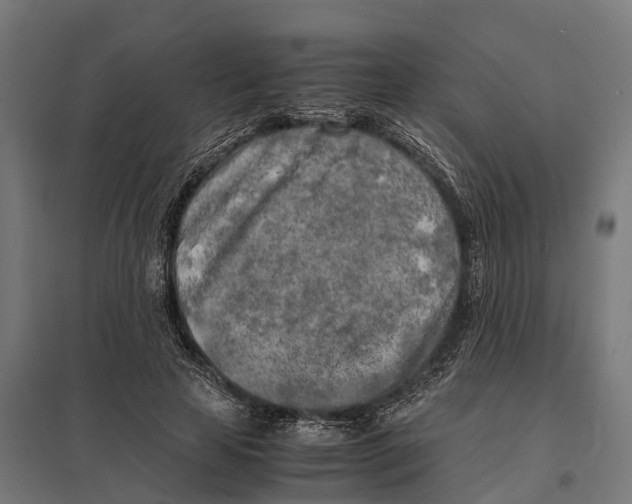 X0000097640641200803281124