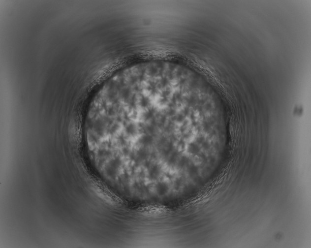 X0000097640642200803281124
