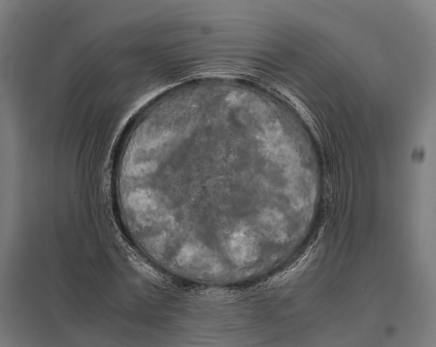 X0000097640779200803281122