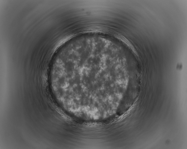 X0000097640826200803281121