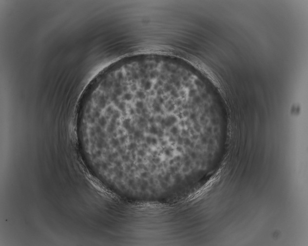 X0000097640830200803281121