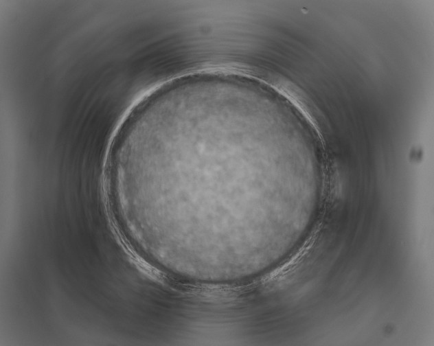 X0000097640832200803281121