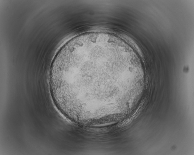 X0000097640855200803281121