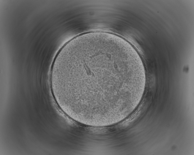 X0000097640856200803281121