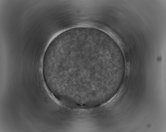 X0000097640862200803281121