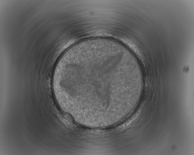 X0000097640881200803281121