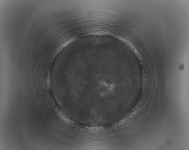 X0000097640889200803281120