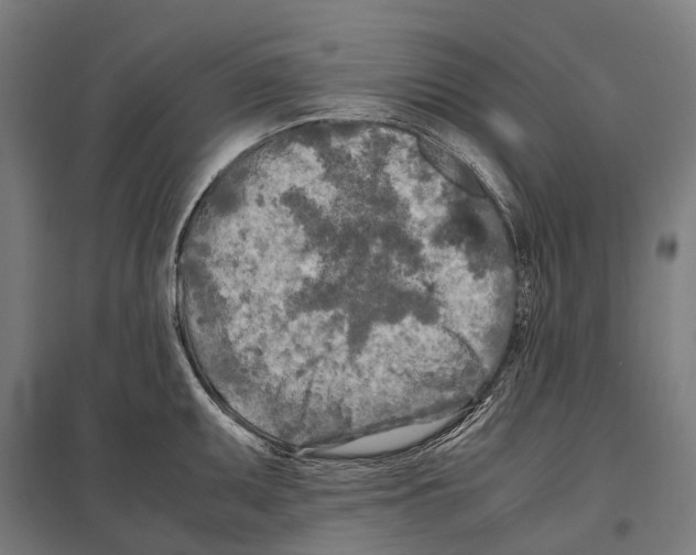 X0000097641095200803281117