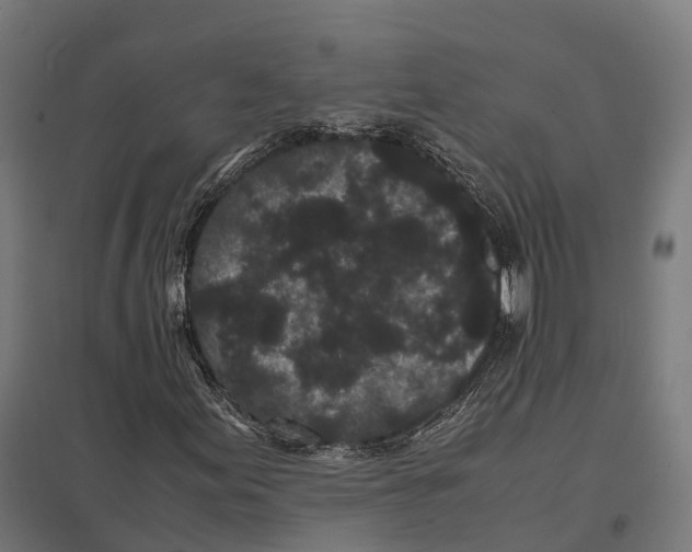 X0000097641155200803281117