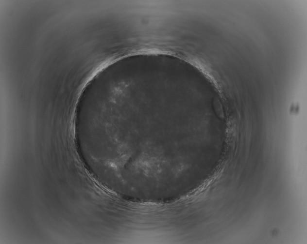 X0000097641173200803281116