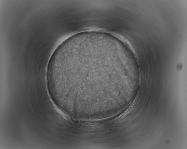 X0000097641231200803281116