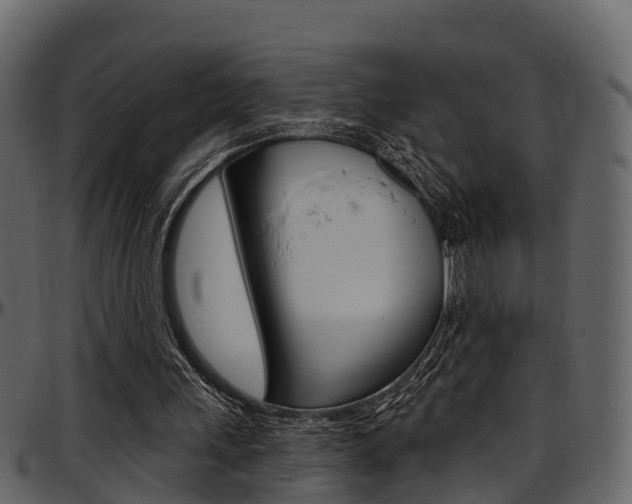 X0000097650243200802290853