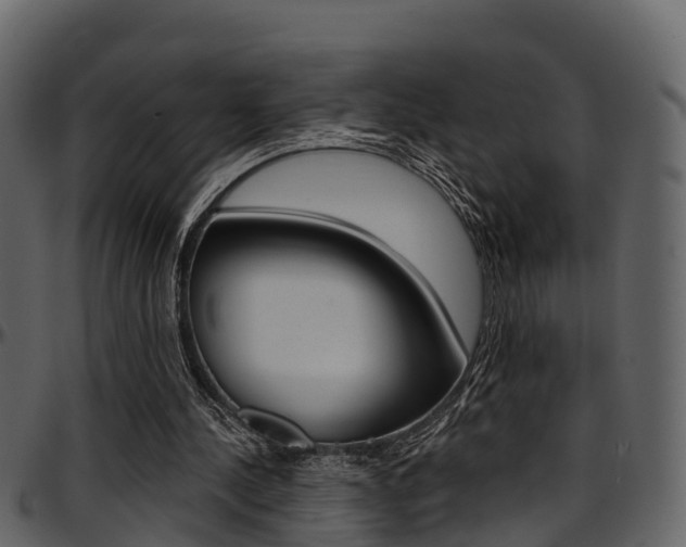 X0000097650244200802290853