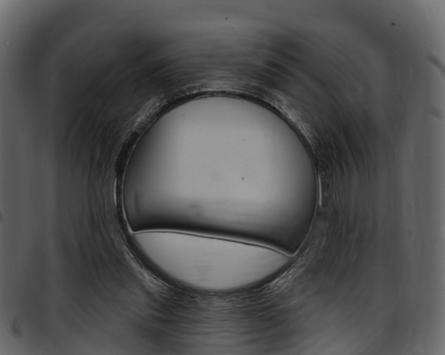 X0000097650253200802290853