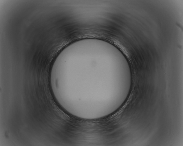 X0000097650305200802290853