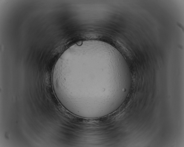 X0000097650359200802290852