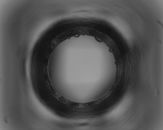 X0000097650383200802290852