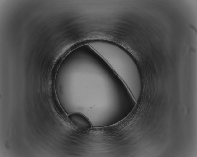 X0000097650440200802290850