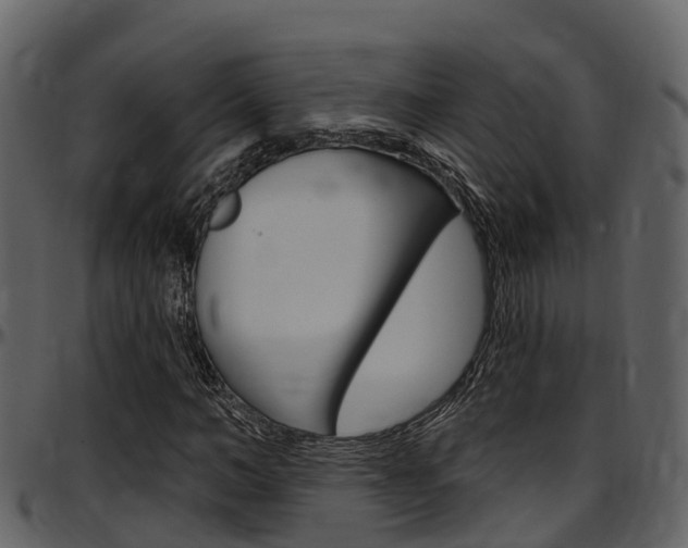 X0000097650966200802290842