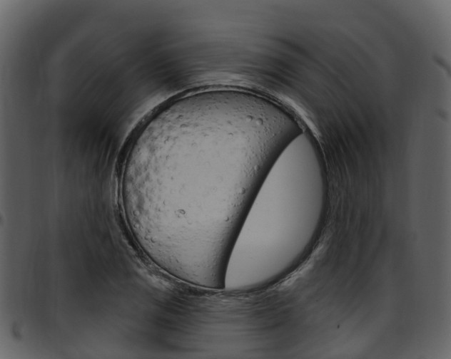 X0000097651125200802290840