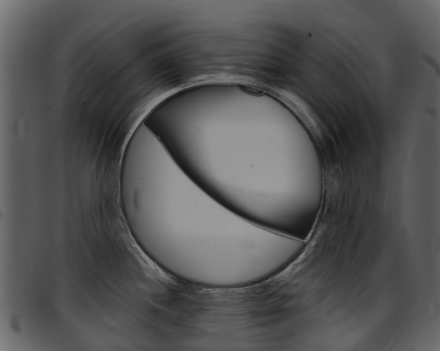 X0000097651244200802290839