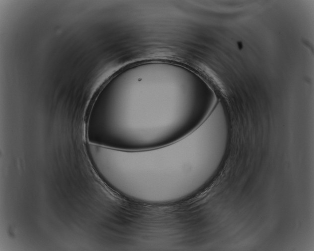 X0000097651324200802290837