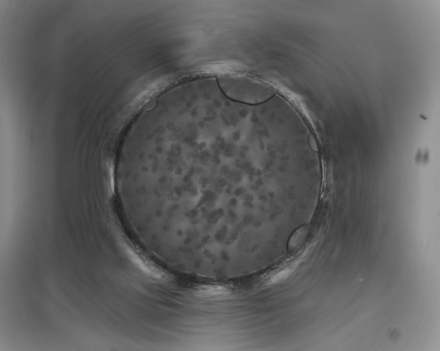 X0000097650061200802291459