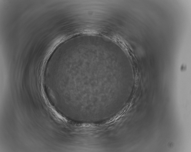 X0000097650145200802291458