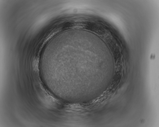 X0000097650146200802291458