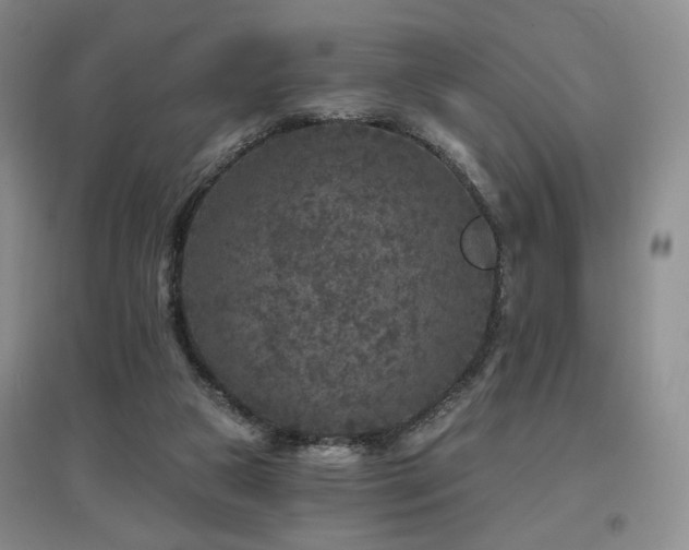 X0000097650161200802291458