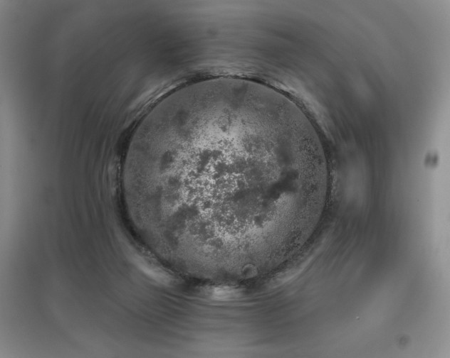 X0000097650165200802291458