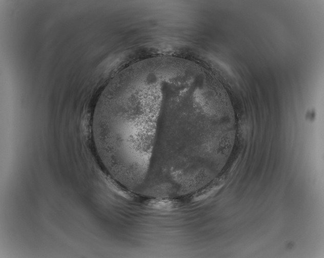 X0000097650181200802291458