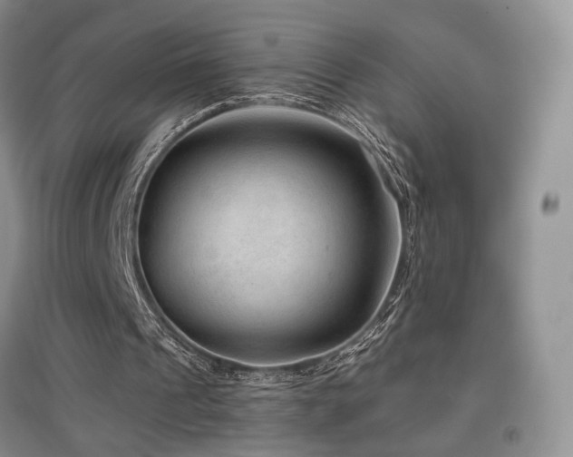 X0000097650241200802291456