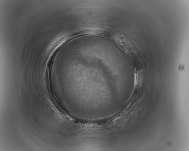 X0000097650243200802291456