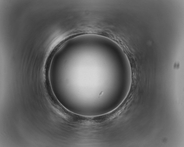 X0000097650246200802291456