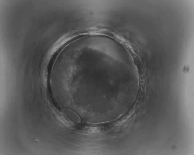 X0000097650295200802291456