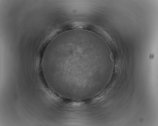 X0000097650314200802291456