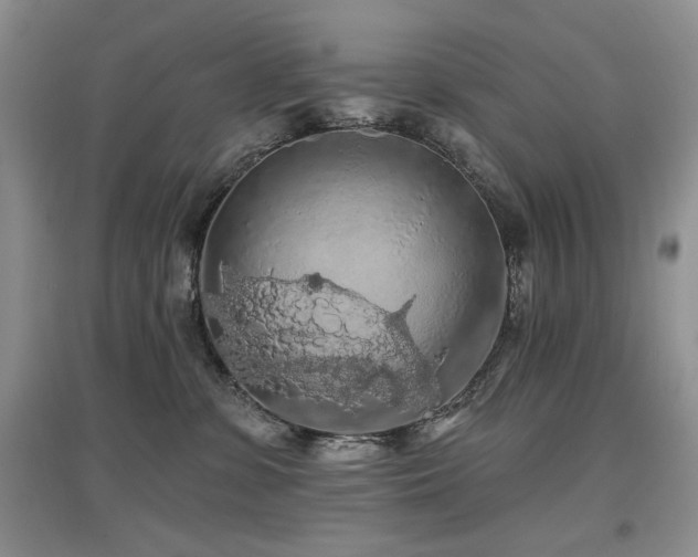 X0000097650331200802291456